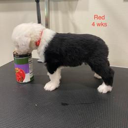 Show Pick Male Puppy 1 - Gray and white male Old English Sheepdog puppy in Tulsa, Oklahoma from Yadah Sheepdogs