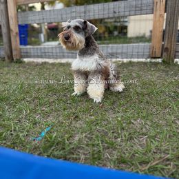 Alana - Miniature Schnauzer