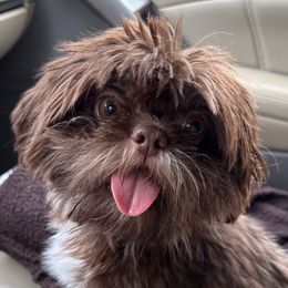 Paisley - Chocolate and tan female Shih Tzu puppy in Covington, Georgia from Top Hats 2  Shih Tzu’s