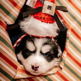 Kencaid - Black and white male Pomsky puppy in Mc Callsburg, Iowa from SZ Rolling Acres LLC