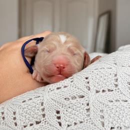 Goldendoodle puppies from Desert Ridge Doodles