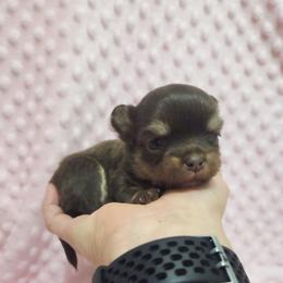 Chocolate tri girl - Chocolate and tan female Chihuahua puppy in Richmond, Virginia from Breens