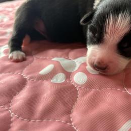 Australian Shepherd Puppies from Good Karma Aussies