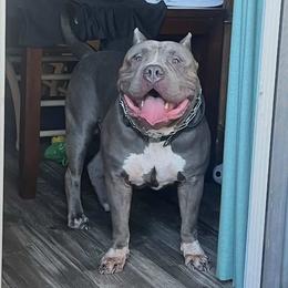 Capone - American Bully