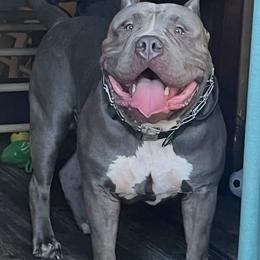 Capone - American Bully