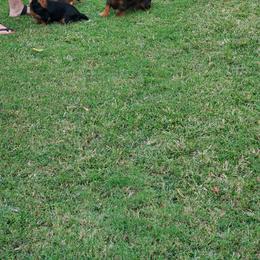 Dachshund Puppies from Chelisa's Dachshunds