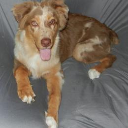 Cha'Dich - Australian Shepherd