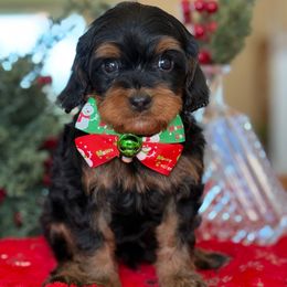 Steve - Tri-color male Cavapoo puppy in Yuciapa, California from AlltheDoodlez_