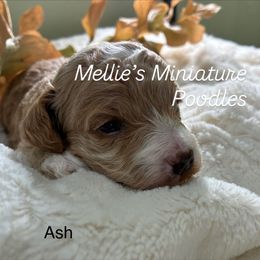 Ash - Apricot male Poodle puppy in Rochester, New York from Mellies Miniature Poodles