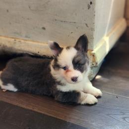 Nova - Blue female Pembroke Welsh Corgi puppy in Orleans, Indiana from Workman Farms