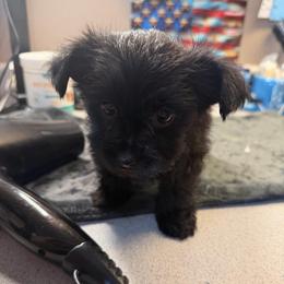 Gomer - Black male Morkie puppy in Florence, Kentucky from 4paws4ever by Design
