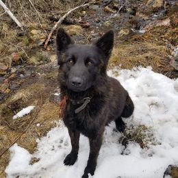 Otto - Dutch Shepherd