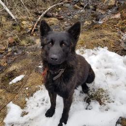 Otto - Dutch Shepherd