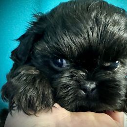 Shih Tzu Puppies from T-Amore Shih Tzu