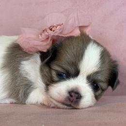 Luna - Chocolate sabled fawn female Chihuahua puppy in Gloucester, Virginia from Charlotte's Web of Chihuahuas