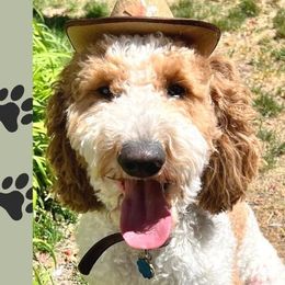 Luca - Goldendoodle