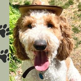 Luca - Goldendoodle