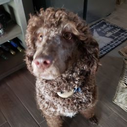 Robbie - Labradoodle