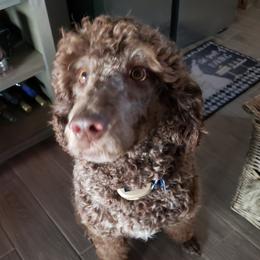 Robbie - Labradoodle