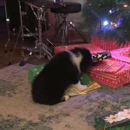 Australian Shepherd and Collie Puppies from Nicara kennel