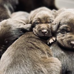 Dilute Retriever and Labrador Retriever Puppies from CKB Labradors