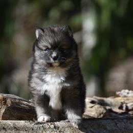Zeke - Wolf sable male Pomsky puppy in Coos Bay, Oregon from Ocean View Pomskies