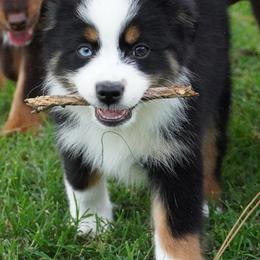 Boy 3 - Black tri male Miniature Australian Shepherd puppy in Lawton, Oklahoma from Lindsey’s Aussies