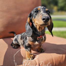 Billy the Kid - Dachshund