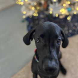 Great Dane Puppies from Dragon House Danes