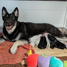 Shiloh Shepherd puppies from Divine Shilohs