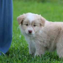 Gold girl 1 - Gold female Border Collie puppy in Tylertown, Mississippi from Cool Meadow Farms