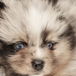 Pomskies from Rainier Mountain Pomsky’s LLC