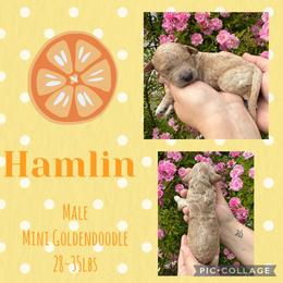 Hamlin - Apricot male Goldendoodle puppy in Chattanooga, Tennessee from Scenic City Doodles