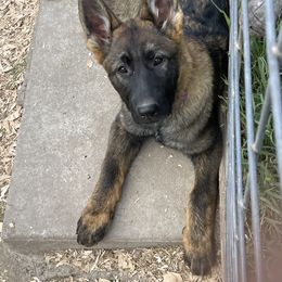 Dachshund and German Shepherd Puppies from Zwinger vom Donau-Ries