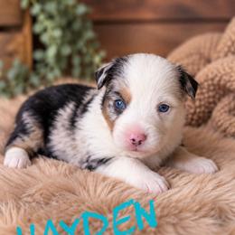 Hayden - Blue merle male Miniature American Shepherd puppy in Sanger, California from Flying M Cactus Ranch Buddies