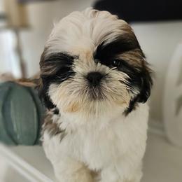 Felix - Black gold and white male Shih Tzu puppy in Corona, California from Trinity Shihtzu's So Calif