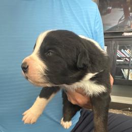 Black tri boy 2 - Black tri-color male Australian Shepherd puppy in Nezperce, Idaho from Willow Creek Farm