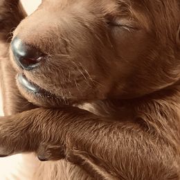 Poodle Puppies from Prissy Pants Poodles LLC