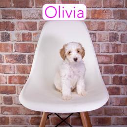Olivia - Parti female Goldendoodle puppy in Calhoun, Georgia from Happy Top Doodles