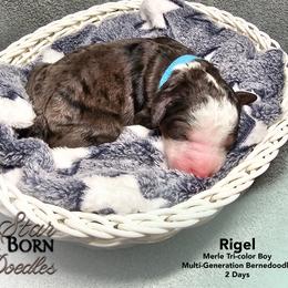 Blue Collar - Blue merle male Bernedoodle puppy in Jackson, Michigan from A Star is Born Doodles