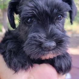 Walter Imported Champion Lines - Black male Miniature Schnauzer puppy in Saratoga Springs, Utah from Happy Beard Schnauzers