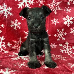 Prancer Genetically Clear - Salt and pepper male Miniature Schnauzer puppy in Klingerstown, Pennsylvania from Clay Hill Kennels