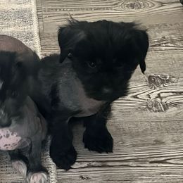 Sarafina - Black female Chinese Crested puppy in Milton, Florida from No Hair Here
