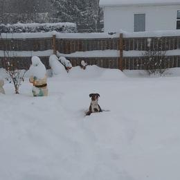 American Bulldog Puppies from Slayton's American Bulldogs
