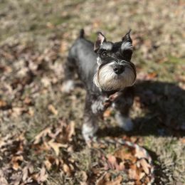 Odie - Miniature Schnauzer