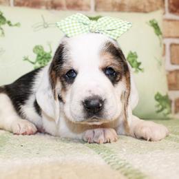 Emma - Black white and tan female Basset Hound puppy in Antlers, Oklahoma from Rocking H