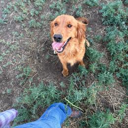 River - Golden Retriever