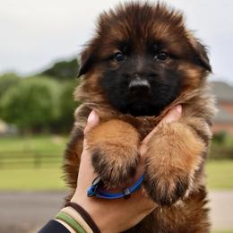 King - Sable male German Shepherd puppy in Canton, Texas from WILDWOOD GERMAN SHEPHERDS