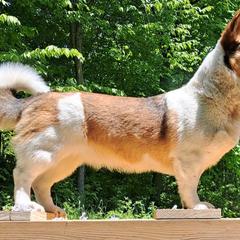 American Corgis and Pembroke Welsh Corgis from St. Lawrence Corgis