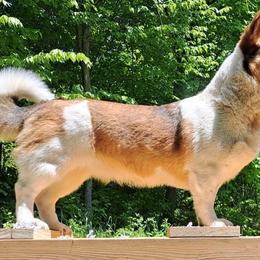 American Corgis and Pembroke Welsh Corgis from St. Lawrence Corgis